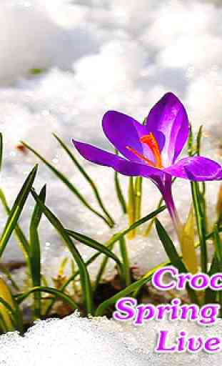 Blossom Flower Crocus Buds 3