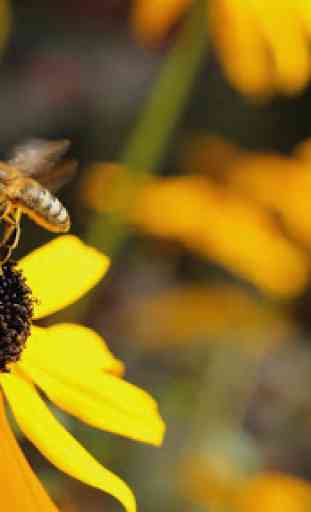 abeilles Wallpaper 1