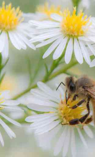 abeilles Wallpaper 2