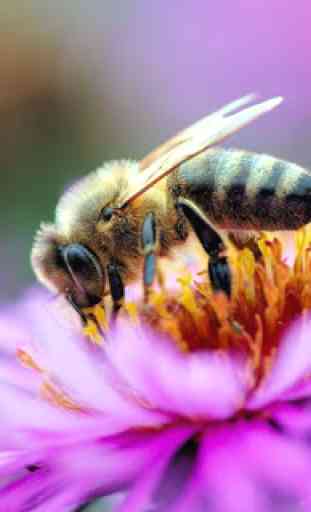abeilles Wallpaper 4