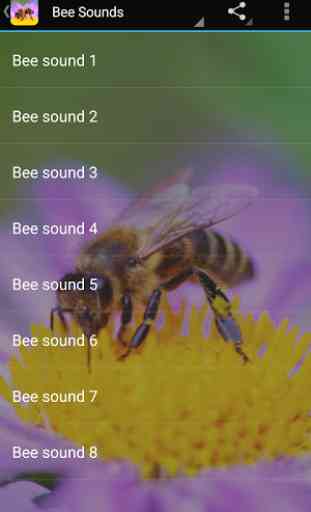 Bee Sounds 1