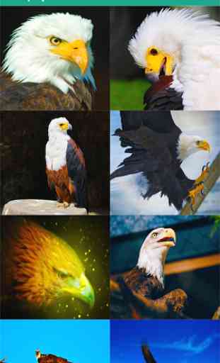 Meilleurs Eagles Wallpapers 2