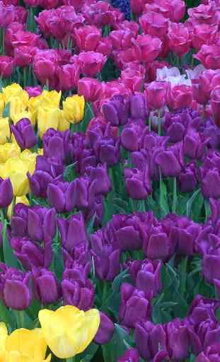 Tulipes Colorées Fond D'écran 1