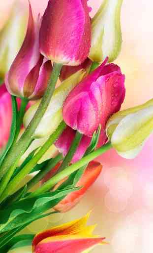 Tulipes Colorées Fond D'écran 2