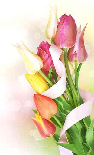 Tulipes Colorées Fond D'écran 3