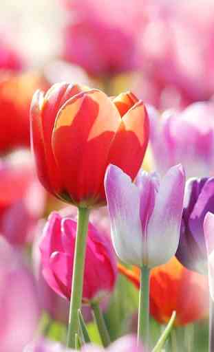 Tulipes Colorées Fond D'écran 4