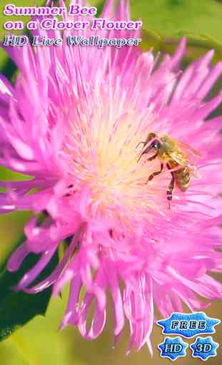 Bee on a Pink Clover Flower 1