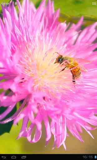 Bee on a Pink Clover Flower 3