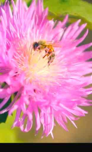 Bee on a Pink Clover Flower 4