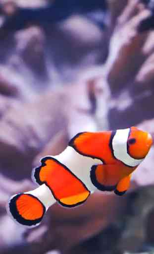Clownfish Wallpapers 2