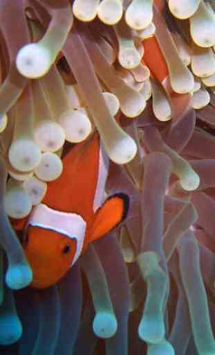 Clownfish Wallpapers 4