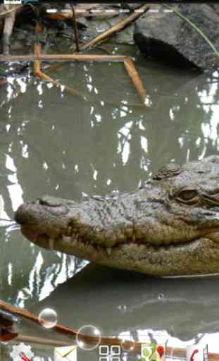 crocodile lwp 1