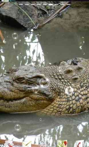 crocodile lwp 2