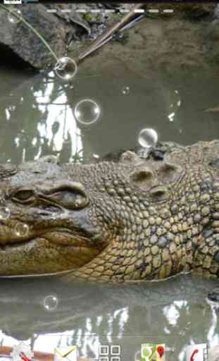 crocodile lwp 3