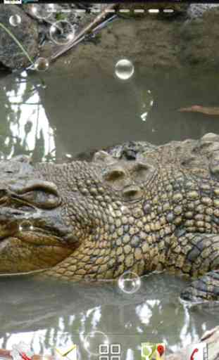 crocodile lwp 4