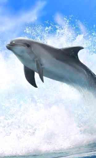Dolphins Puzzles 2