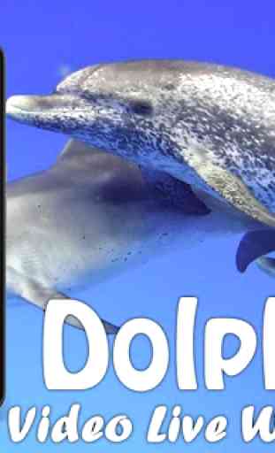 Dolphins Video Live Wallpaper 1