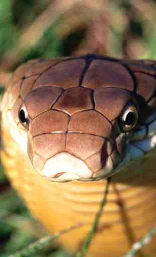 LWP King Cobra Serpent 1