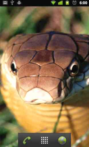 LWP King Cobra Serpent 2