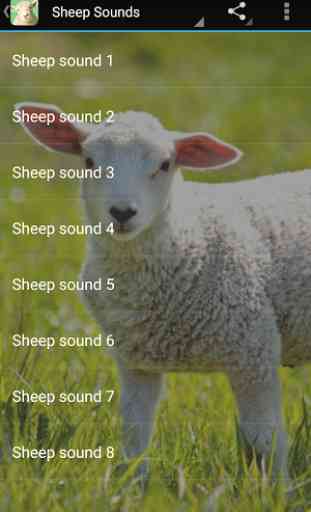Sheep Sounds 1