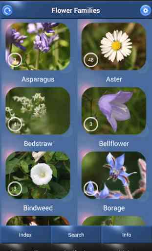 Wild Flower Id - British Isles 1
