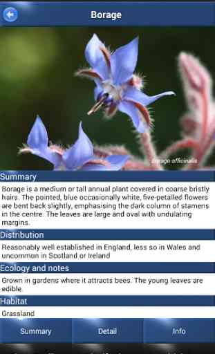 Wild Flower Id - British Isles 2
