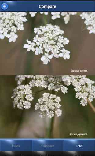 Wild Flower Id - British Isles 4