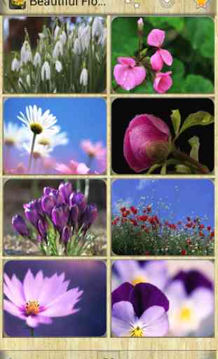 Beautiful Flowers Images 2