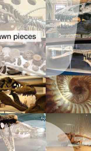 Jigsaw Puzzles: Dino Fossils 3