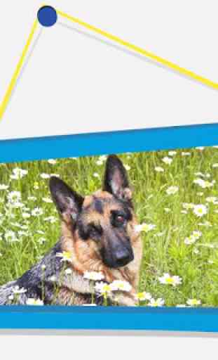 Chiens Puzzle: berger allemand 2