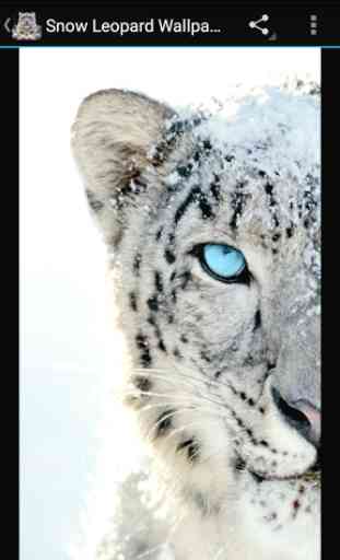 Fondos Leopardo de Nieve 2