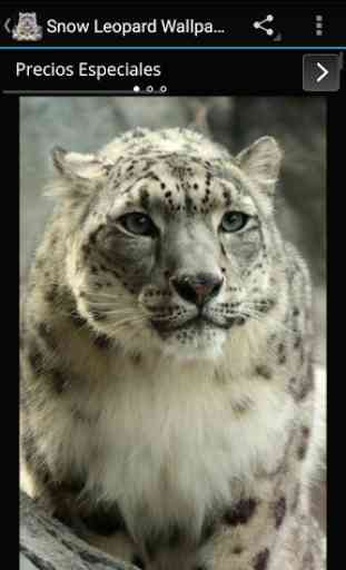 Fondos Leopardo de Nieve 3