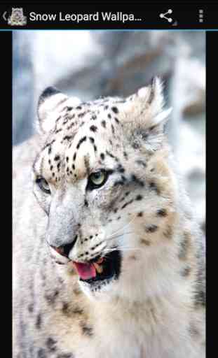 Fondos Leopardo de Nieve 4