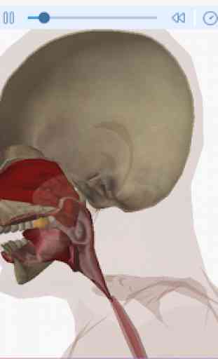 Human Body Anatomy 3D - Free 3