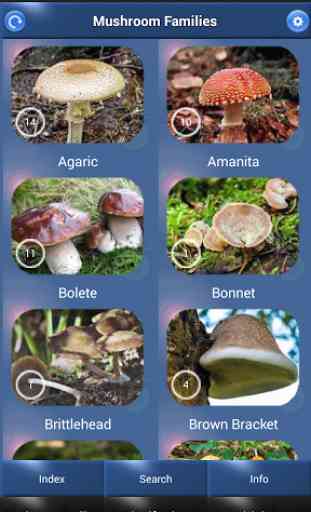 Mushroom Id - British Fungi 1