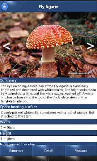 Mushroom Id - British Fungi 2