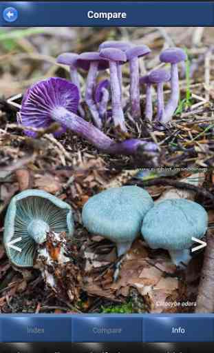 Mushroom Id - British Fungi 3