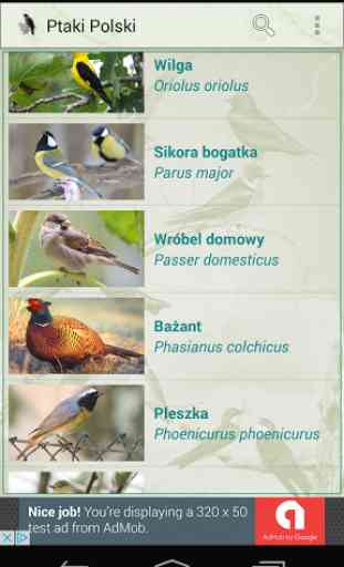 Ptaki Polski 2