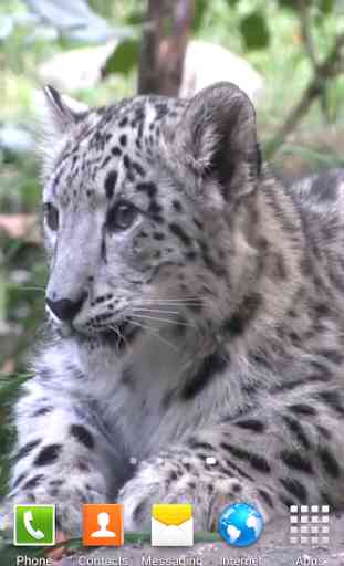 Snow Leopard Video Wallpapers 1