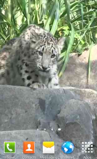 Snow Leopard Video Wallpapers 2