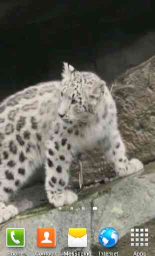 Snow Leopard Video Wallpapers 3