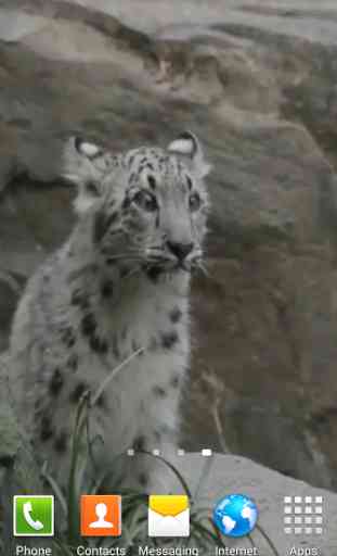 Snow Leopard Video Wallpapers 4