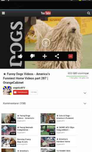 Funny Dogs on Video 3