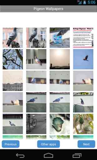 Pigeon Wallpapers 2