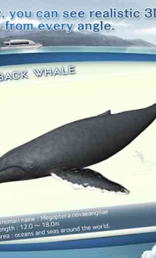 REAL WHALES Find the cetacean. 4