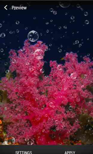 Récif Corallien Fond d'écran 3