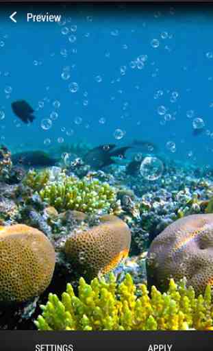 Récif Corallien Fond d'écran 4
