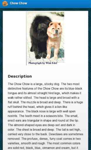 Chow-Chow 2