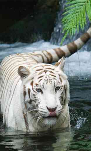 tigre blanc live wallpaper 4