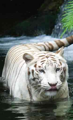 Tigres Blancs LWP 1